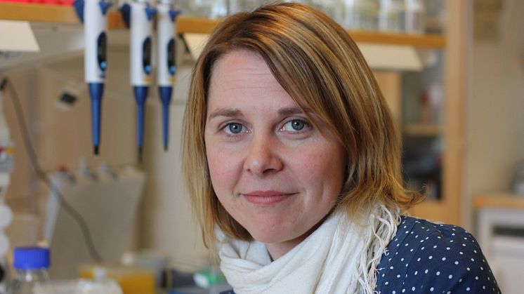Membranblåsor från magsårsbakterien Helicobacter pylori orsakar celldöd
