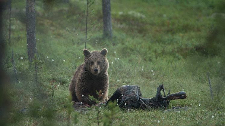 Björn i Lofsdalen