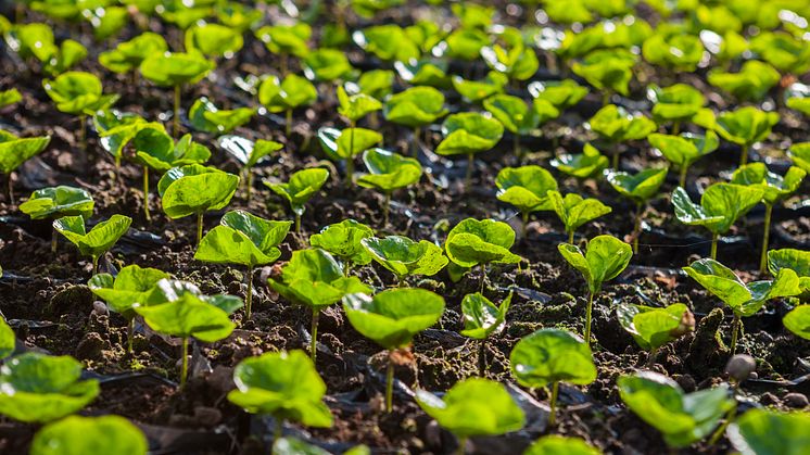 coffee-seedlings_52370449127_o