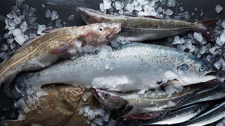 100 procent hållbart fångad fisk