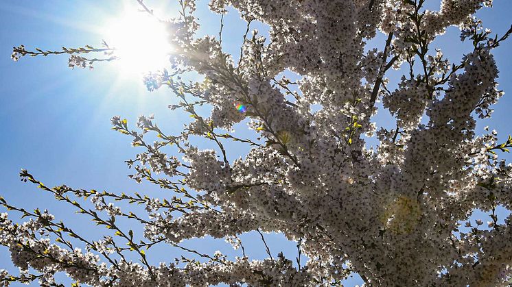 Helsingborgshem planterar 20 träd som tack till miljömedvetna hyresgäster.