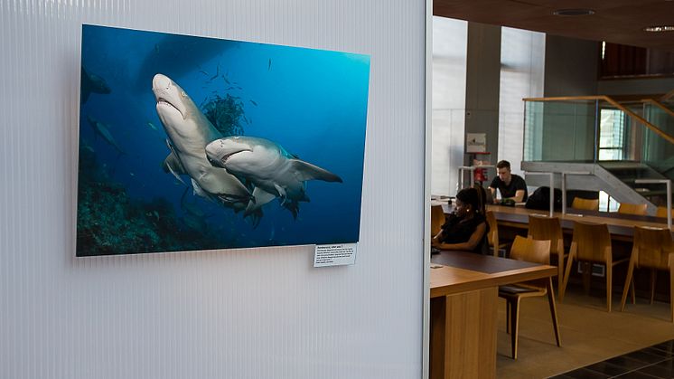 Ausstellung "Aquatische Begegnungen" in der Wildauer Hochschulbibliothek.