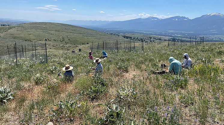 grassland-sampling-960