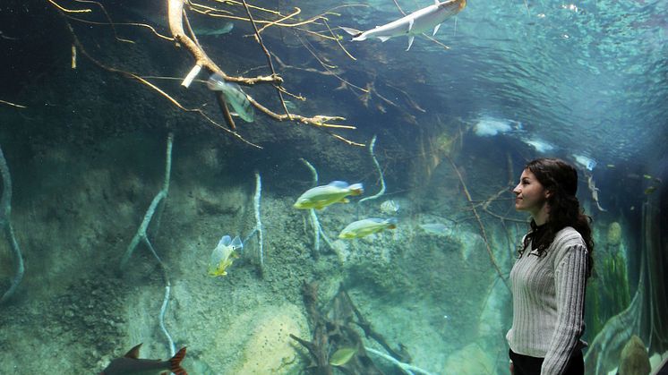 Aquarium im Zoo Leipzig - Panorama-Becken