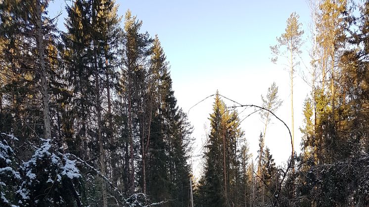 Så här kan det se ut efter ledningsgatorna där stormen Alfrida dragit fram.