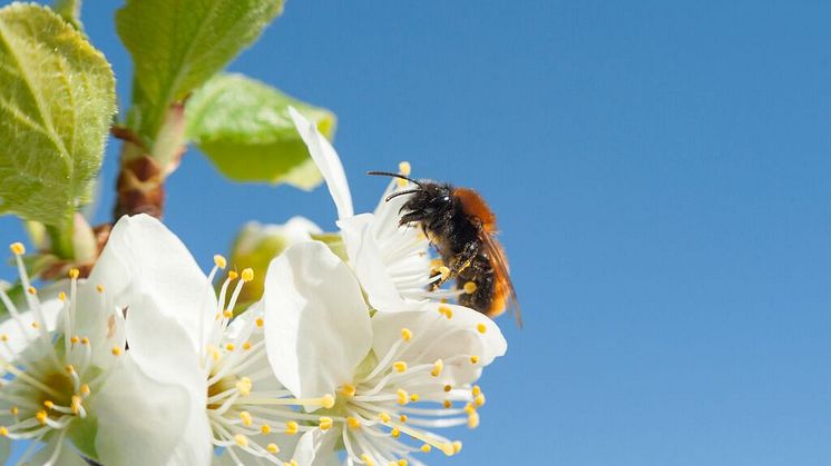 När odlingslandskapets biologiska mångfald minskar får det konsekvenser för morgondagens livsmedelsförsörjning. Foto: Albin Andersson