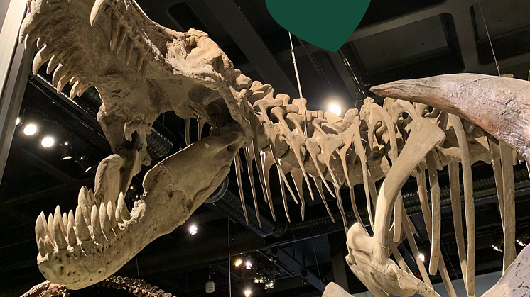 Är T-rex verkligen störst, bäst och vackrast på Naturhistoriska? Besökarna bestämmer!
