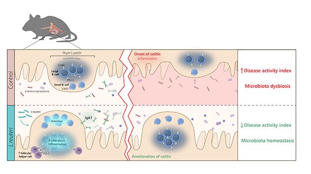 How do probiotic bacteria benefit the intestine?