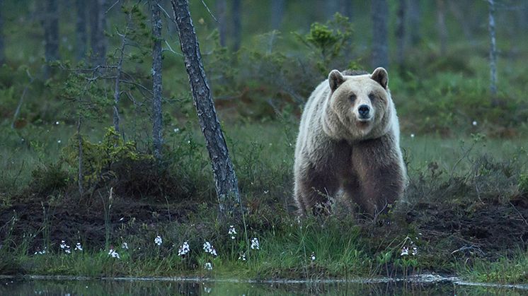 Nu börjar inventeringen av björn i Värmland