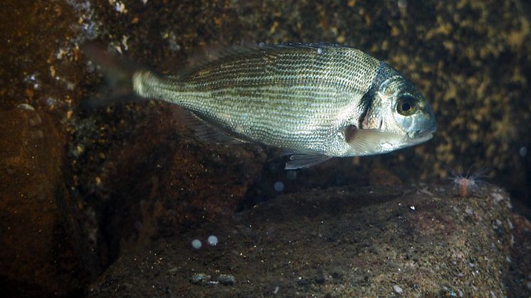 Mycket ovanlig fisk på Havets Hus