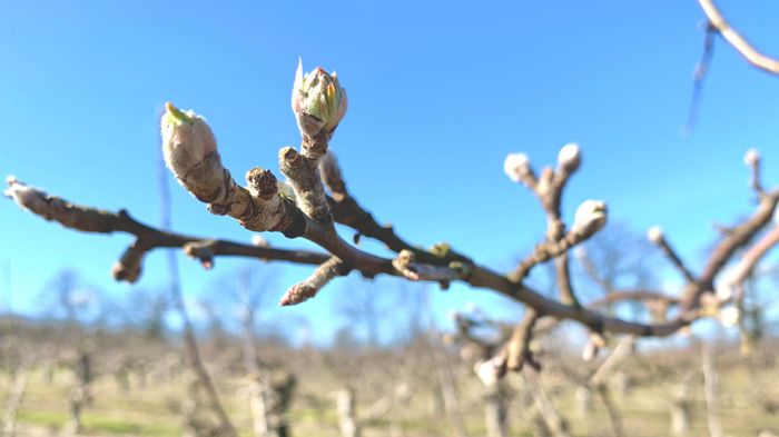 Äppelblomsknopp