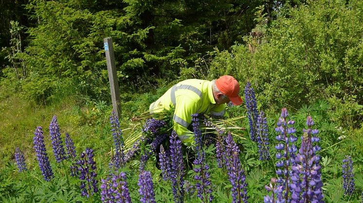 Bekämpning av lupiner längs en väg. Foto: Mats Lindqvist, Trafikverket