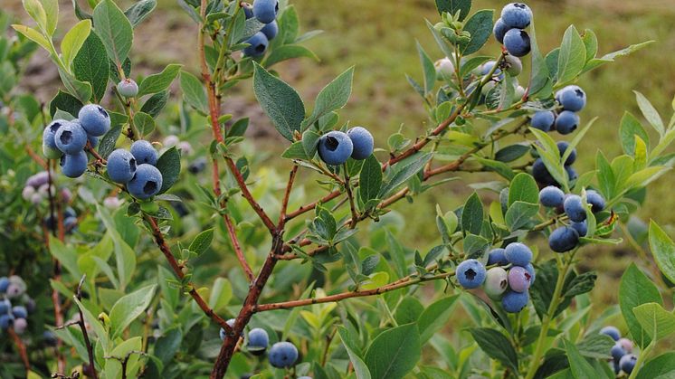 Lättplockade Amerikanska blåbär