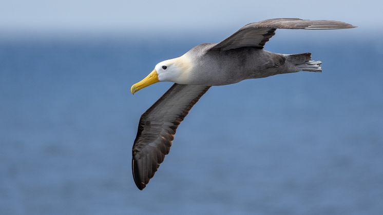 Galapagos_HGR_159624_Photo_John_Chardine