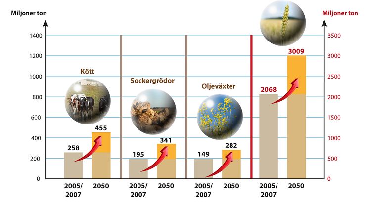FN:s bedömning av behovet av ökning av olika lantbruksprodukter fram till 2050. Notera att spannmål har en egen skala till höger i figuren beroende på dess stora volym i förhållande till de övriga grödorna. Illustration: Per Frankelius, Agtech 2030. 