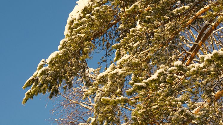 Tidigt på våren förbrukar barrträdens barr syre även under dagen, visar ny forskning. Foto: Stefan Jansson