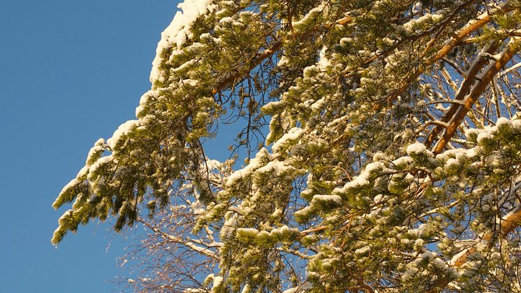 Snow-covered-pine_DSC6520_StefanJansson