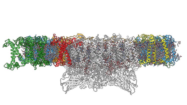 Högupplöst bild av fotosystem II i växten backtrav, framtagen med hjälp av kryoelektronmikroskopi. Bild: Wolfgang Schröder