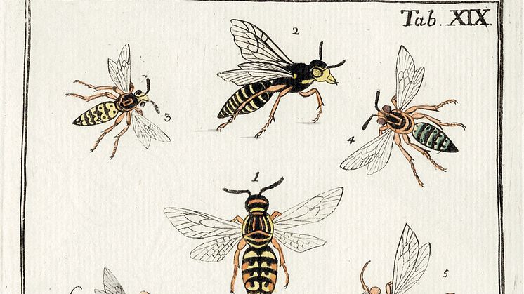 Tafel mit verschiedenen Wespen aus Christs "Naturgeschichte", 1791