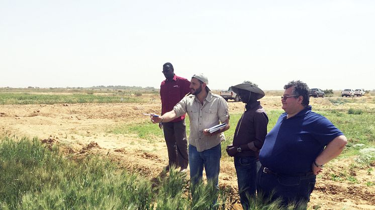 Inspektion av durumvetefält. Rodomiro Ortiz står längst till höger. Foto: SLU