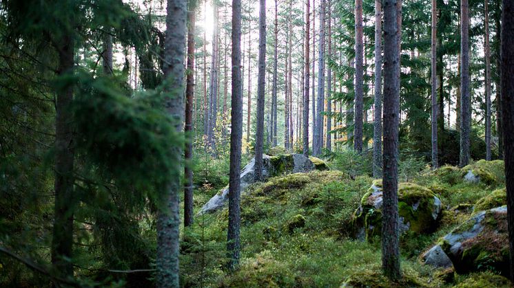Bland skog, berg och sjöar ska ett nytt bostadsområde växa fram. Foto: Engaholm