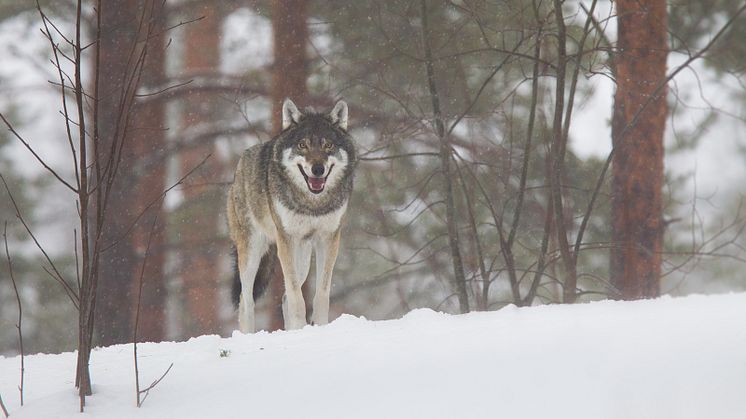 Varg. Bild tagen i hägn. Foto: Lars Petersson.