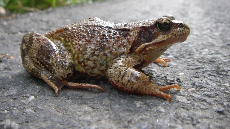 Djurens Ö står upp för hotade groddjur