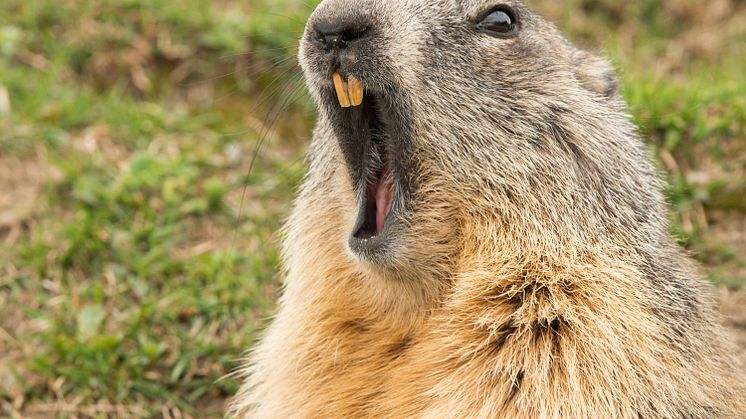 EXPERT COMMENT: Groundhog Day: the truth about these furry forecasters