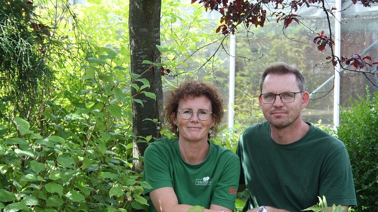 Anna Sterner och Torbjörn Sterner Johansson odlar bland annat jordgubbar i Västernäs handelsträdgård i Höör i Skåne.