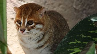 Bättre spermafrysning kan rädda tigern 