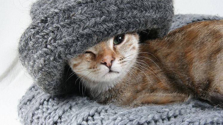 Catshop – Alt i katteting til dig, der aldrig kan få nok af katte!