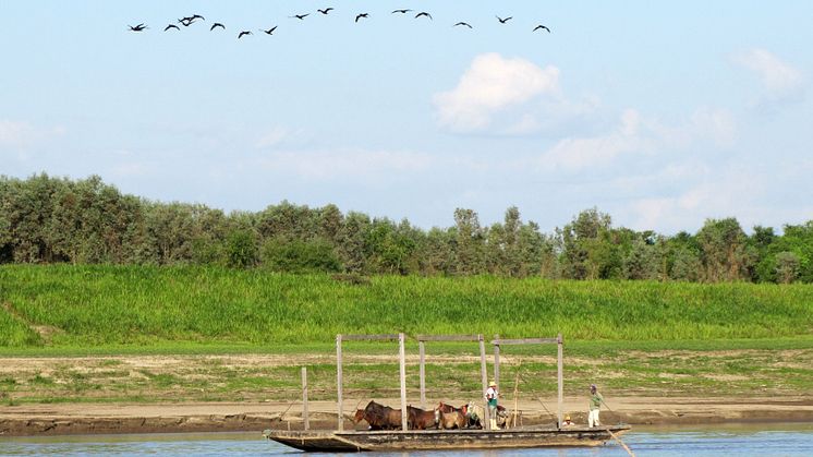 The savannah of Llanos de Mojos, Bolivia