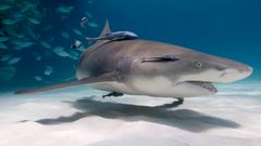 Att dyka med hajar! En undervattensfotografs bekännelser