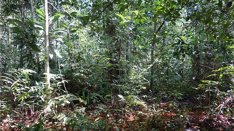 Tørven dækker kun 4% af hele Congo bassinet. Men det lagrer den samme mængde kulstof som alle de træer, der dækker de øvrige 96%. Foto: Simon Lewis, University of Leeds