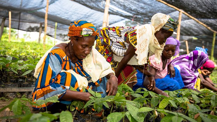 Kvinnor utgör en stor del av småjordbrukarna i Afrika söder om Sahara. Foto: Nestlé