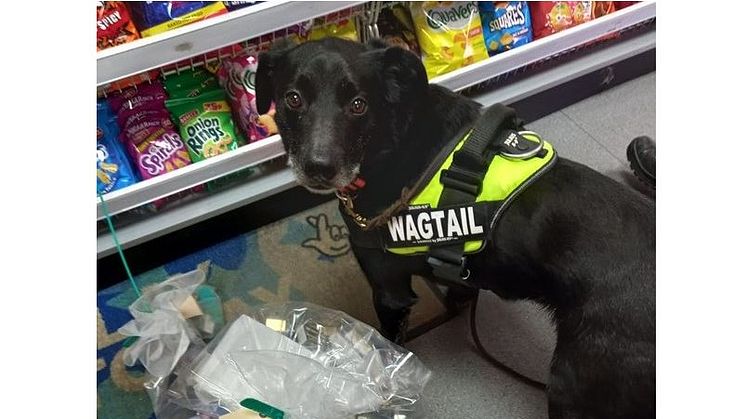 Illicit tobacco sniffed out in Bury