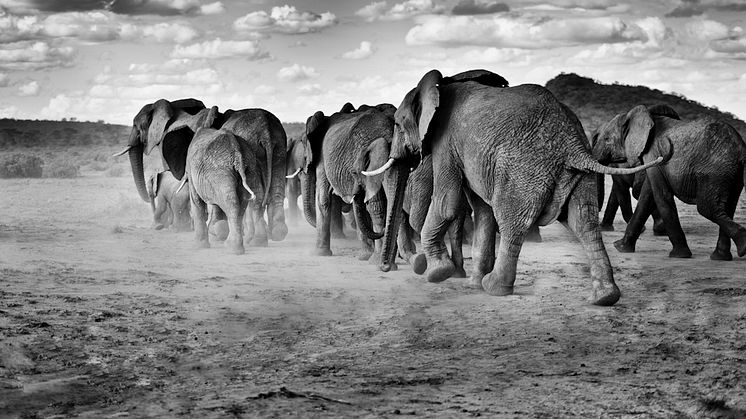 Elefanter i Samburu, Kenya