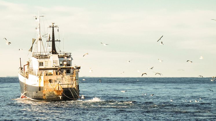 Nya regler kan ge lönsammare räkfiske