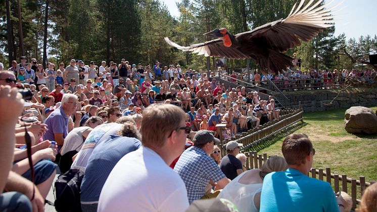 Kolmården laddar för elbilar