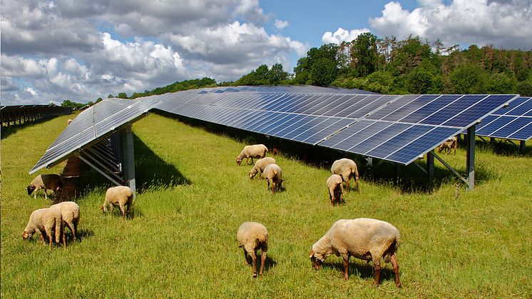 Agrivoltaics, ett nytt område för den förnybara energisektorn