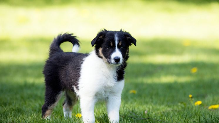 Border collie valp