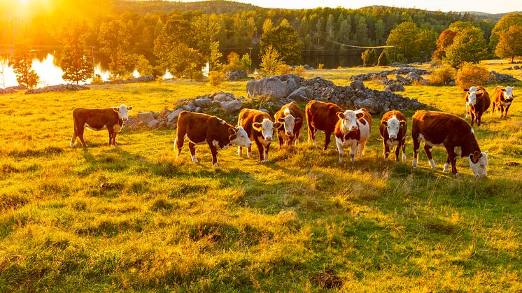 Sverige har fått ett första fall av blåtunga på 15 år. Sjukdomen har påvisats hos en mjölkko i Uddevalla kommun. Foto: Thomas Adolfsson, Scandinav.