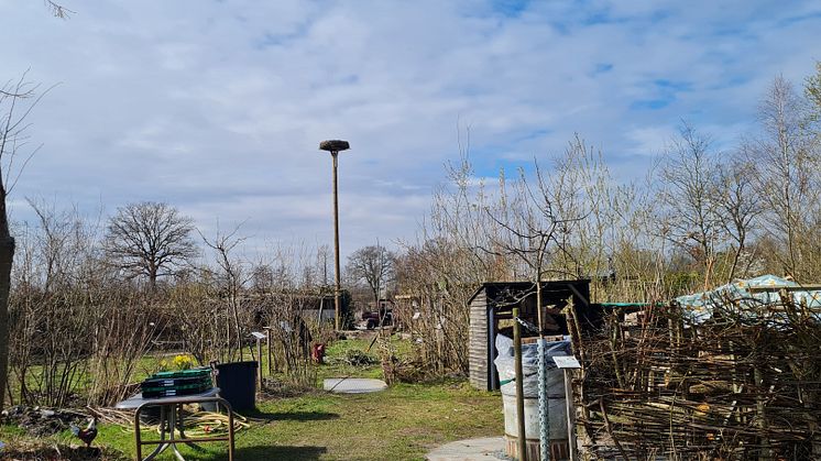 Storchennest im Entdeckergarten (Bildquelle: Umwelthaus-Pinneberg e.V.)