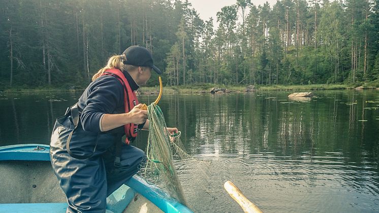 Fotograf: Anders Kinnerbäck/SLU