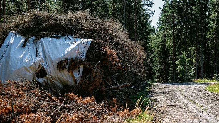 Skogsrester från Västerbotten ska värma Umeå. Foto: Crelle