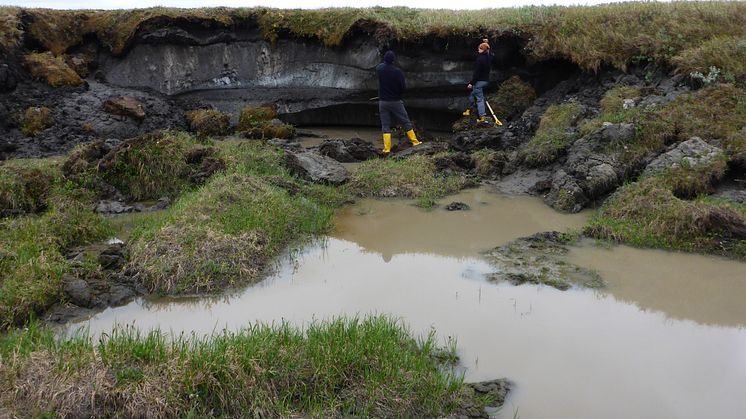 Forskare undersöker tinande permafrost på Kurunghakh Island, Lena Delta, Sibirien (2016). Foto: Justine Ramage.