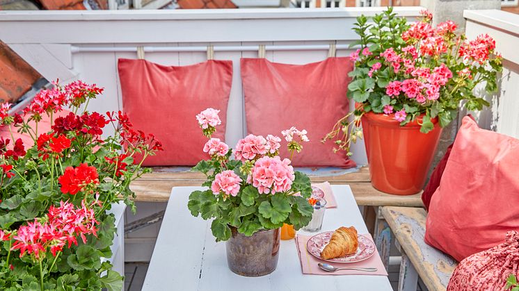 Det krävs inte många kvadratmeter för att skapa en blommande oas med pelargoner! Foto: Pelargonium for Europe