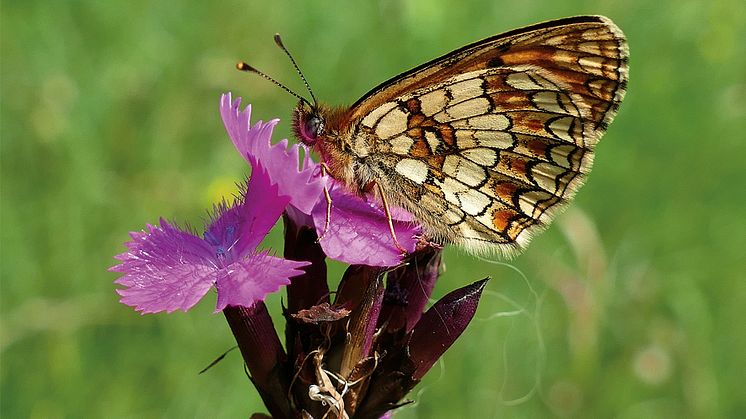 Naturbeobachtung eines Scheckenfalters auf der Schmetterlingswiese Tieschen