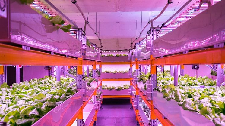 48783735-shelves-with-lettuce-in-aquaponics-system-combining-fish