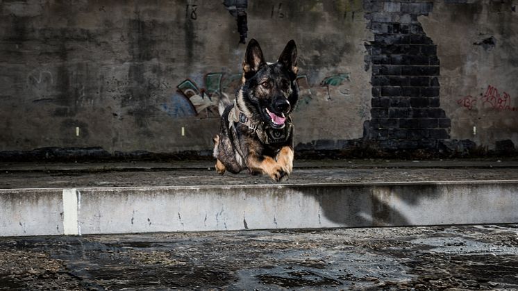 Årets polishund 2016 är Grym!
